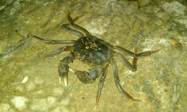 Chinese Mitten Crab Sarflondondunc Flickr