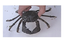 Chinese mitten crab