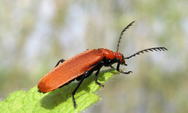 Beetles